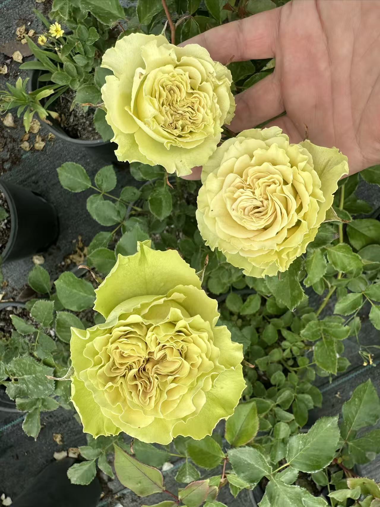 Dutch schreurs cutting rose Shangguan waer