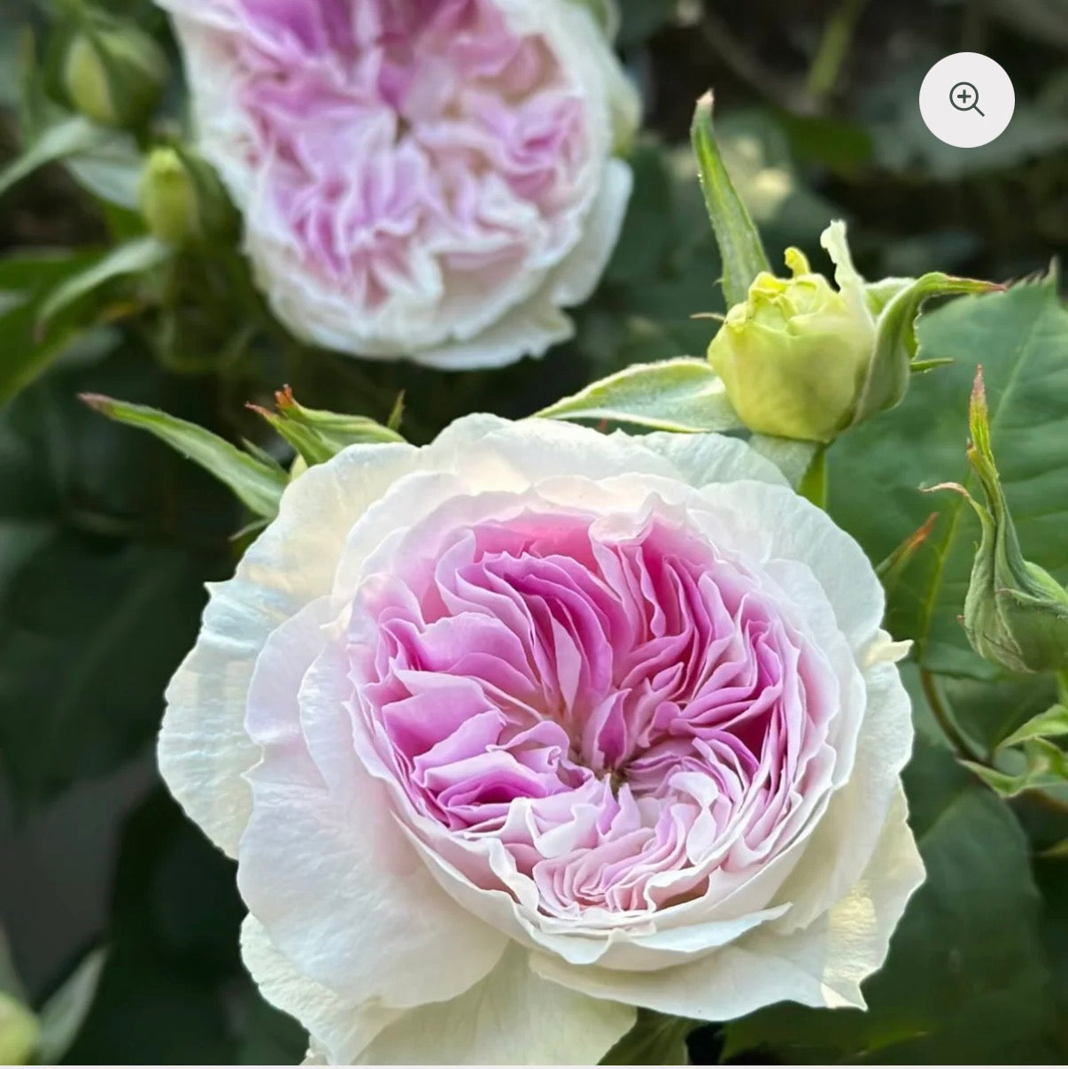 Blue moonstone Japanese rose蓝月石